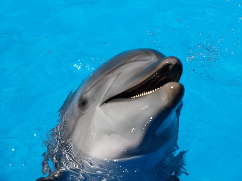 Раздраженный дельфин